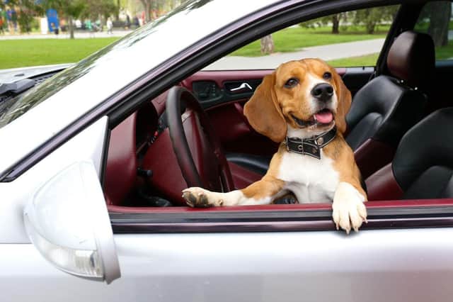 A few simple tips can make road-tripping with your dog go smoothly.