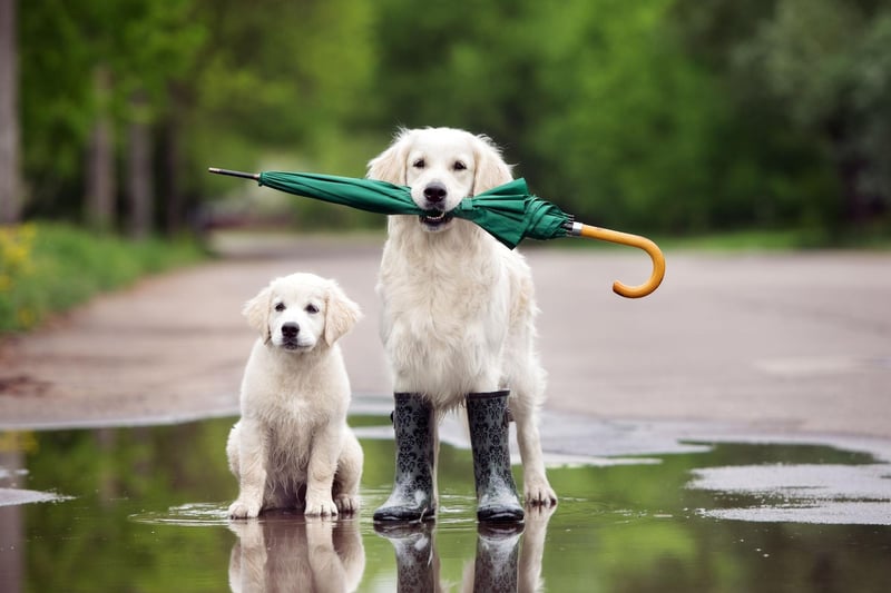 One of the world's friendliest dogs is also one of the most intelligent. Golden Retrievers are perfect as seeing dogs and search-and-rescue dogs due to their obedience, big brains and dedication to tasks.