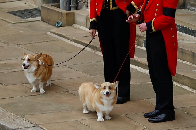 The Queen's two corgis, Muick and Sandy, are seen during the Ceremonial Procession through Windsor Castle to a Committal Service at St George's Chapel. Picture date: Monday September 19, 2022.