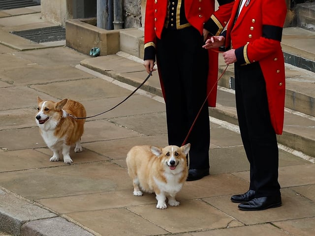 The Queen's two corgis, Muick and Sandy, are seen during the Ceremonial Procession through Windsor Castle to a Committal Service at St George's Chapel. Picture date: Monday September 19, 2022.