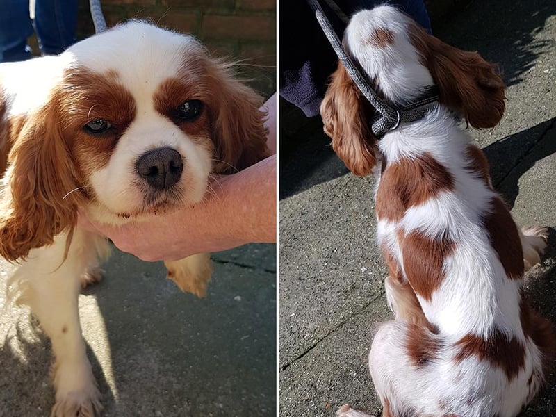 This is Bumble. Do you recognise Bumble?