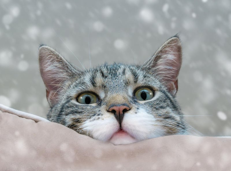One of the more well known signs of affection, cats mark their territory using the scent glands on their cheeks and head. When they head butt (or head boop!) against you, they are saying you are theirs. How lovely.