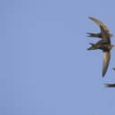 Swifts are among the most endangered birds in the UK (Roger Tidman)