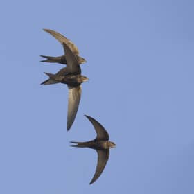 Swifts are among the most endangered birds in the UK (Roger Tidman)