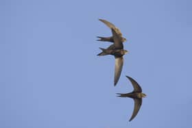 Swifts are among the most endangered birds in the UK (Roger Tidman)