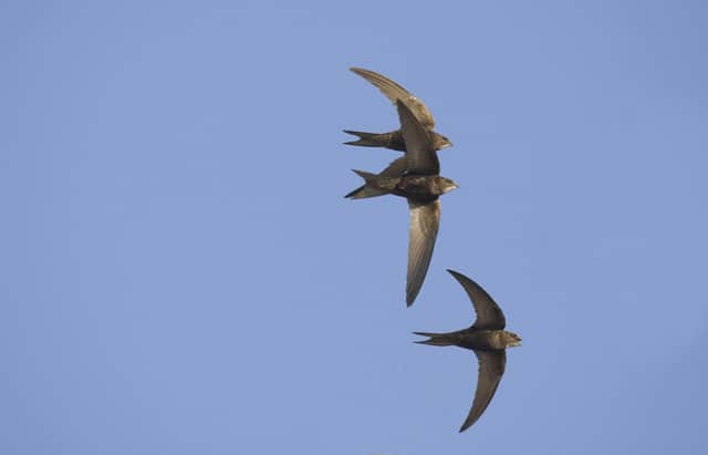 Swifts are among the most endangered birds in the UK (Roger Tidman)