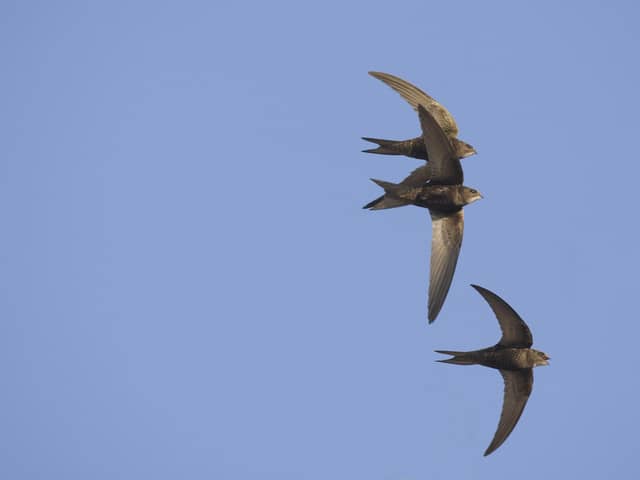 Swifts are among the most endangered birds in the UK (Roger Tidman)