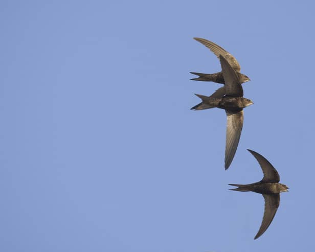 Swifts are among the most endangered birds in the UK (Roger Tidman)