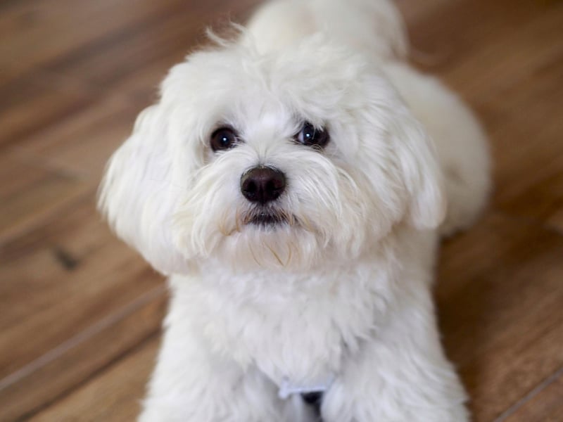The cute and mischevious Bichon Frise may look incredibly fluffy, but its curls are very low-shedding.