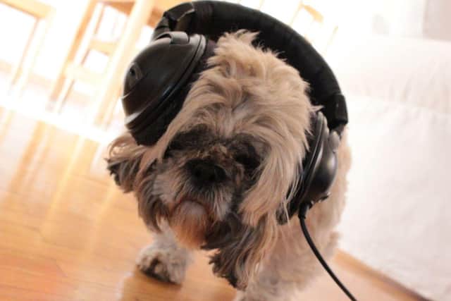 Adding a little music can help make training your dog a more rewarding and calming experience.