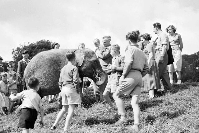 Dumbo, the zoo's baby elephant, enjoys a stroll with a few friends in August 1958.