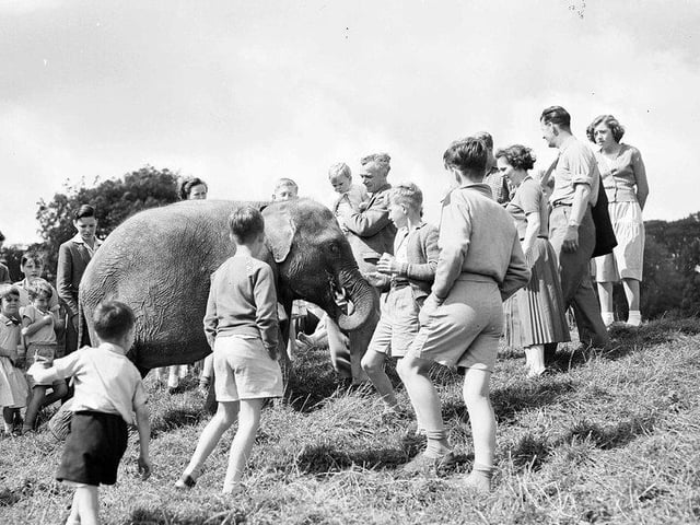 Dumbo, the zoo's baby elephant, enjoys a stroll with a few friends in August 1958.