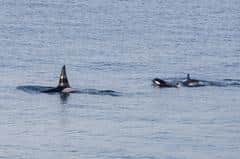 The whales were spotted in the bay in Thurso