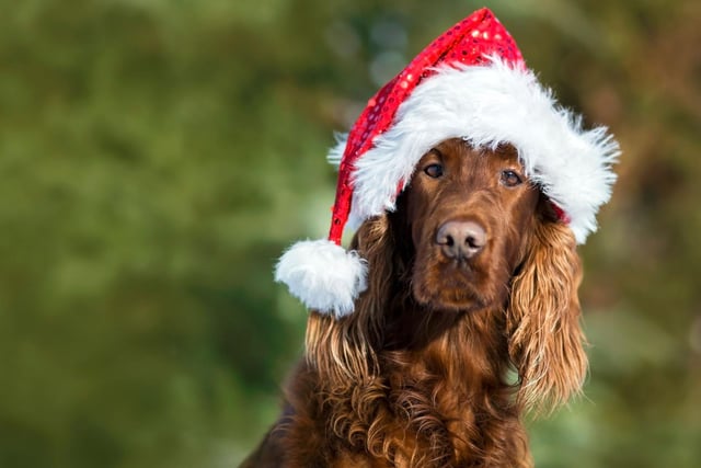 It might look fun putting a dog in festive fancy dress but while dogs may not feel embarrassed (as far as we know!) they can feel discomfort and irritation, or they may overheat or feel restricted. Instead, why not opt for a festive collar and lead, or a fancy neckerchief and leave the party hats and Christmas jumpers for your family and friends!