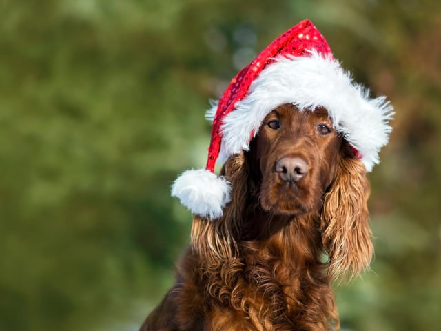It might look fun putting a dog in festive fancy dress but while dogs may not feel embarrassed (as far as we know!) they can feel discomfort and irritation, or they may overheat or feel restricted. Instead, why not opt for a festive collar and lead, or a fancy neckerchief and leave the party hats and Christmas jumpers for your family and friends!