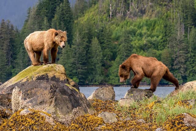 Grizzlies in the Great Bear rainforest, Canada. Pic: PA Photo/Luxtripper.