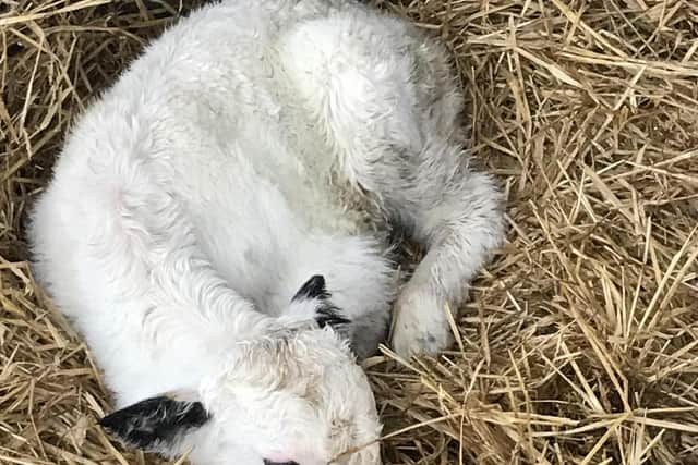 Snow, who was born through embryo transfer, has boosted efforts to save one UK's rarest native cattle breeds.