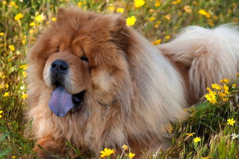 The Chinese Chow Chow are one of the cleanest breeds of dog as they are fastidious about their appearance - not letting a speck of dirt remain on their coats for long. In fact, they often act more like cats than dogs - and are unlikely to ever create an unpleasant odour.