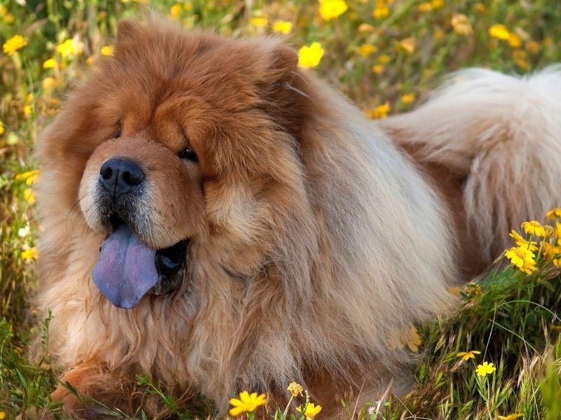 The Chinese Chow Chow are one of the cleanest breeds of dog as they are fastidious about their appearance - not letting a speck of dirt remain on their coats for long. In fact, they often act more like cats than dogs - and are unlikely to ever create an unpleasant odour.