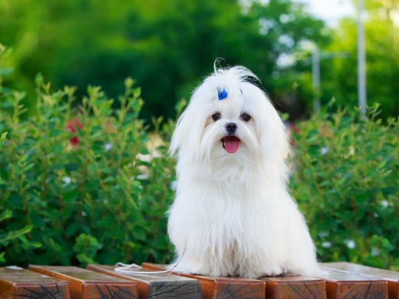 Small dogs also have small bladders - meaning they are sometimes more difficult to house break. That's not an issue with the Maltese, who pretty much toilet train themselves.