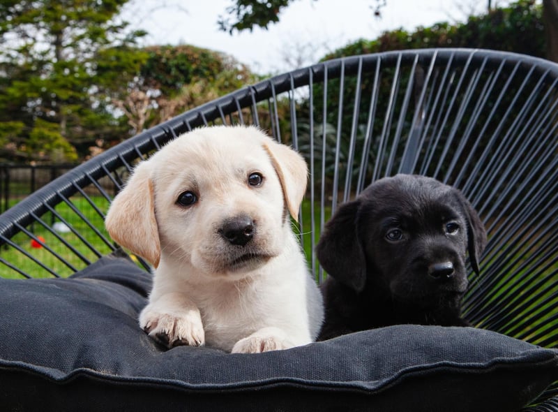 It's perhaps no surprise that the loving Labrador Retriever leads this list of the most in-demand puppies - it's the world's most popular dog.