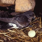 Storm petrels are breeding on the Isle of May