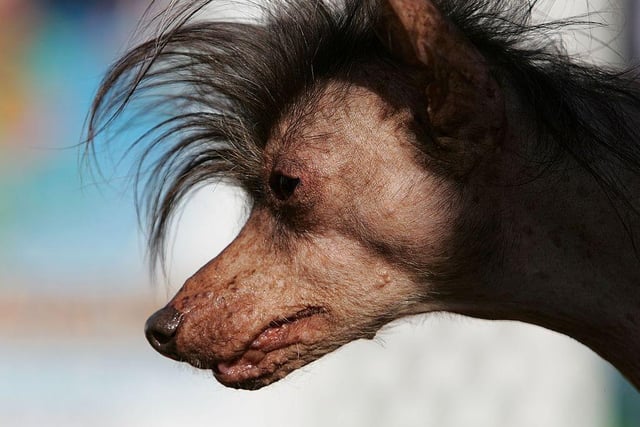 A dog named Lucielle Bald takes part in the 18th annual World's Ugliest Dog competition in 2006.