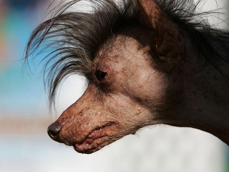 A dog named Lucielle Bald takes part in the 18th annual World's Ugliest Dog competition in 2006.