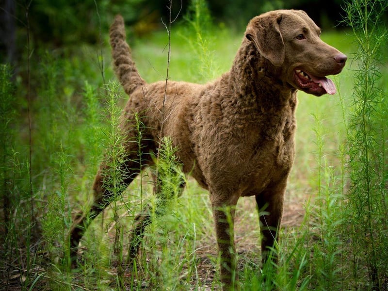 By this point in the list it's probably clear that if a dog has 'retriever' in its name then it has webbed feet. Another example is the curly haired Chesapeake Bay Retriever.
