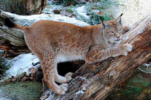 Wild lynx could be introduced in Scotland