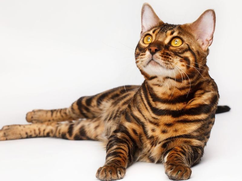 The beautiful Bengal cat breed has one of the most stunning coats in the world, however, they are known to shed far less hair than other breeds. Bengal cats tend to be medium to large in size.