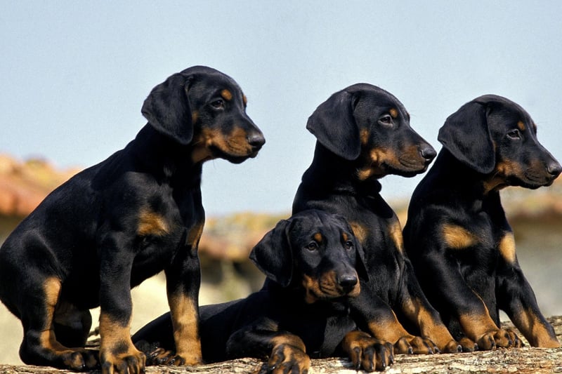 The Dobermann, or Doberman Pinscher, is the fifth smartest breed of dog. They have a particular talent for gauging perceived threats, which makes them a great guard dog.