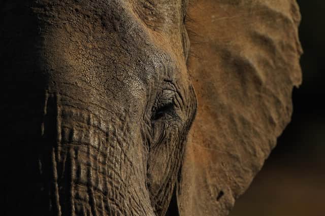 Elephants are intelligent, autonomous and display emotional awareness (Picture: Cameron Spencer/Getty Images)