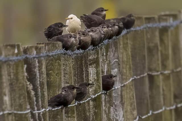 Leucistic birds can find themselves ousted from a group for drawing unwanted attention from prey but this one seems to have been accepted as one of the gang