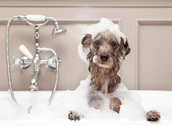 There's a lot more to washing your dog than just popping them in the bath with some bubbles.