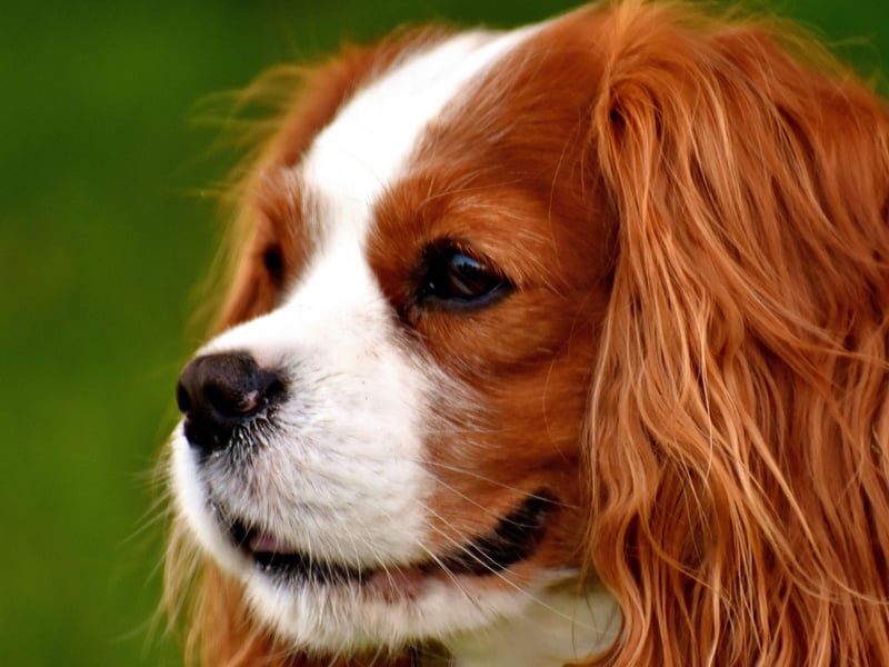 As quiet as they are cute, the Cavalier King Charles Spaniel. They may bark to let you know there's somebody at the door, but other than that they are very different from the more yappy-type small dog breeds