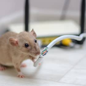 Image: Adobe Stock