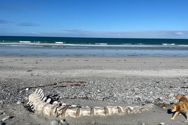 Bonnie the dog explores the Sperm Whale bones on South Uist beach (Photo: Hannah Burns).