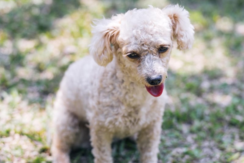 Just missing out on a place in the top five is the Poodle, which comes in three different sizes - toy, miniature and standard.