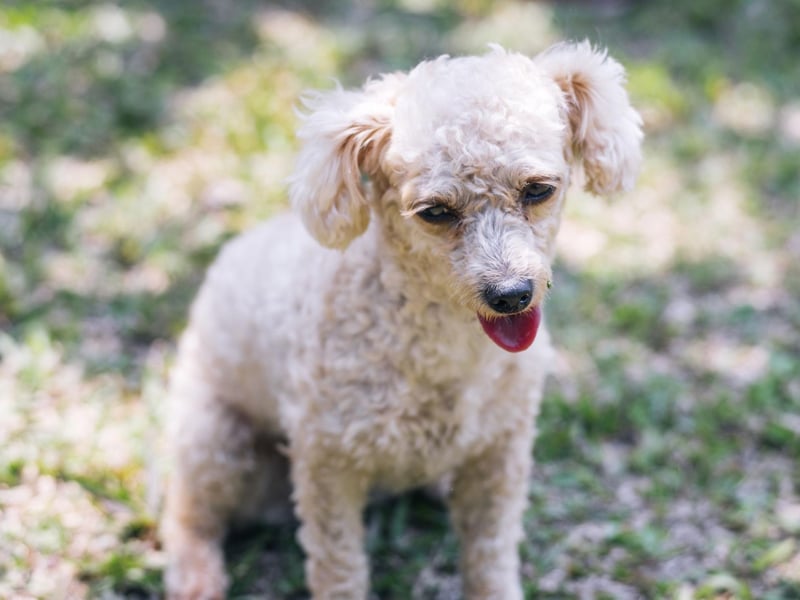 Just missing out on a place in the top five is the Poodle, which comes in three different sizes - toy, miniature and standard.
