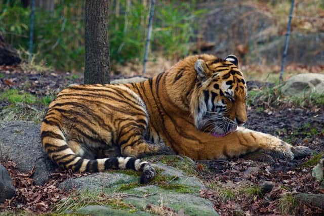Several tigers and lions at New York's Bronx Zoo have fallen ill with coronavirus symptoms.