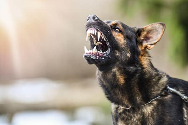 Snarling and barking are two of the most common signs of aggression in dogs.