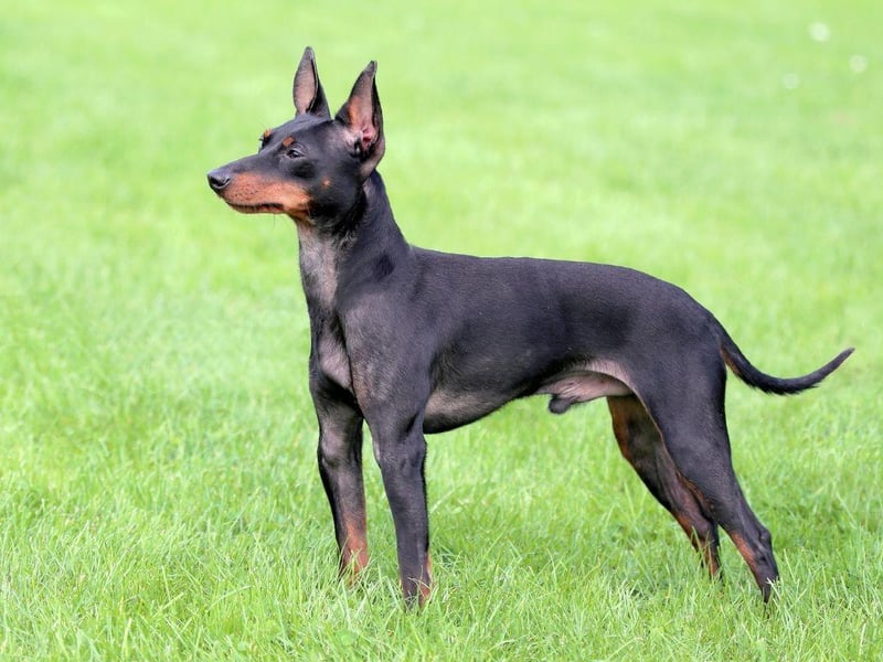 Created in 19th century England by crossing the Old English Black and Tan Terrier and Manchester Terrier, the English Toy Terrier was bred for bloodsports. They were used by Victorians in the 'rat pit' where bets were taken on how many rats a dog would kill.