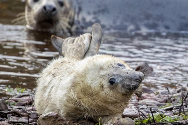 These incredible pictures show a huge colony of rare grey seals.