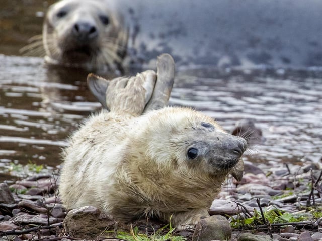 These incredible pictures show a huge colony of rare grey seals.