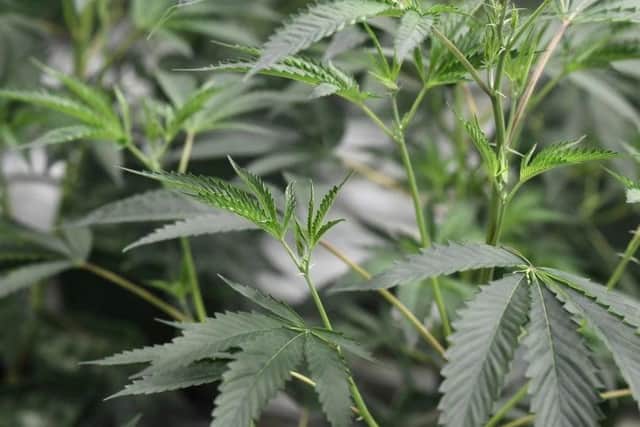 The marijuana plant, which some experts are looking to prescribe as medication for patients with particular illnesses