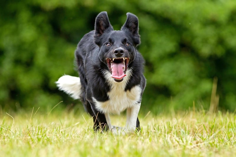 The Border Collie is the world's most intelligent breed of dog and, while they are more used to chase after sheep, will also be delighted to run alongside their owner for miles.