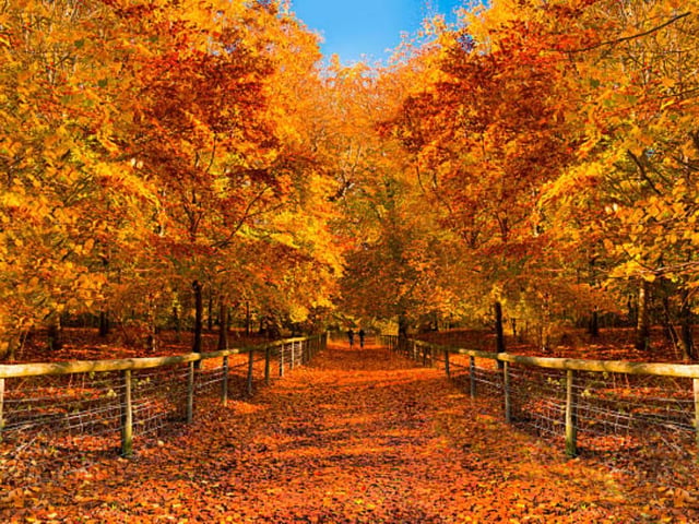 There is no doubting that New Forest National Park is the perfect autumnal walk location in Southern England. Receiving over 30.2 millions views on TikTok, see the autumnal hues of orange and red for yourself!