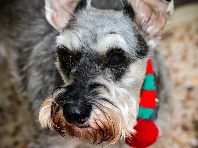 Breeds of dog thought to have been involved in the establishment of the Miniature Schnauzer include the Affenpinscher, Miniature Poodle, Miniature Pinscher and Pomeranian.