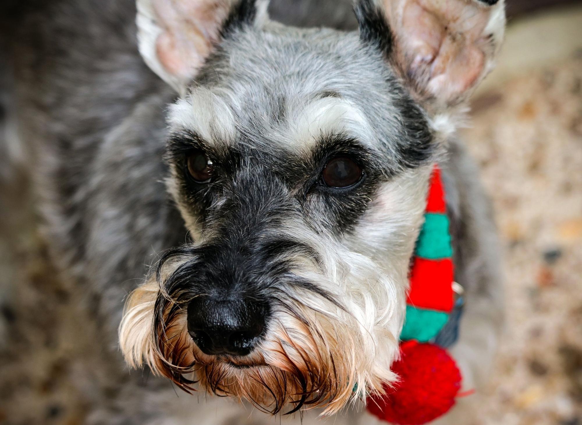 Schnauzer intelligence best sale ranking